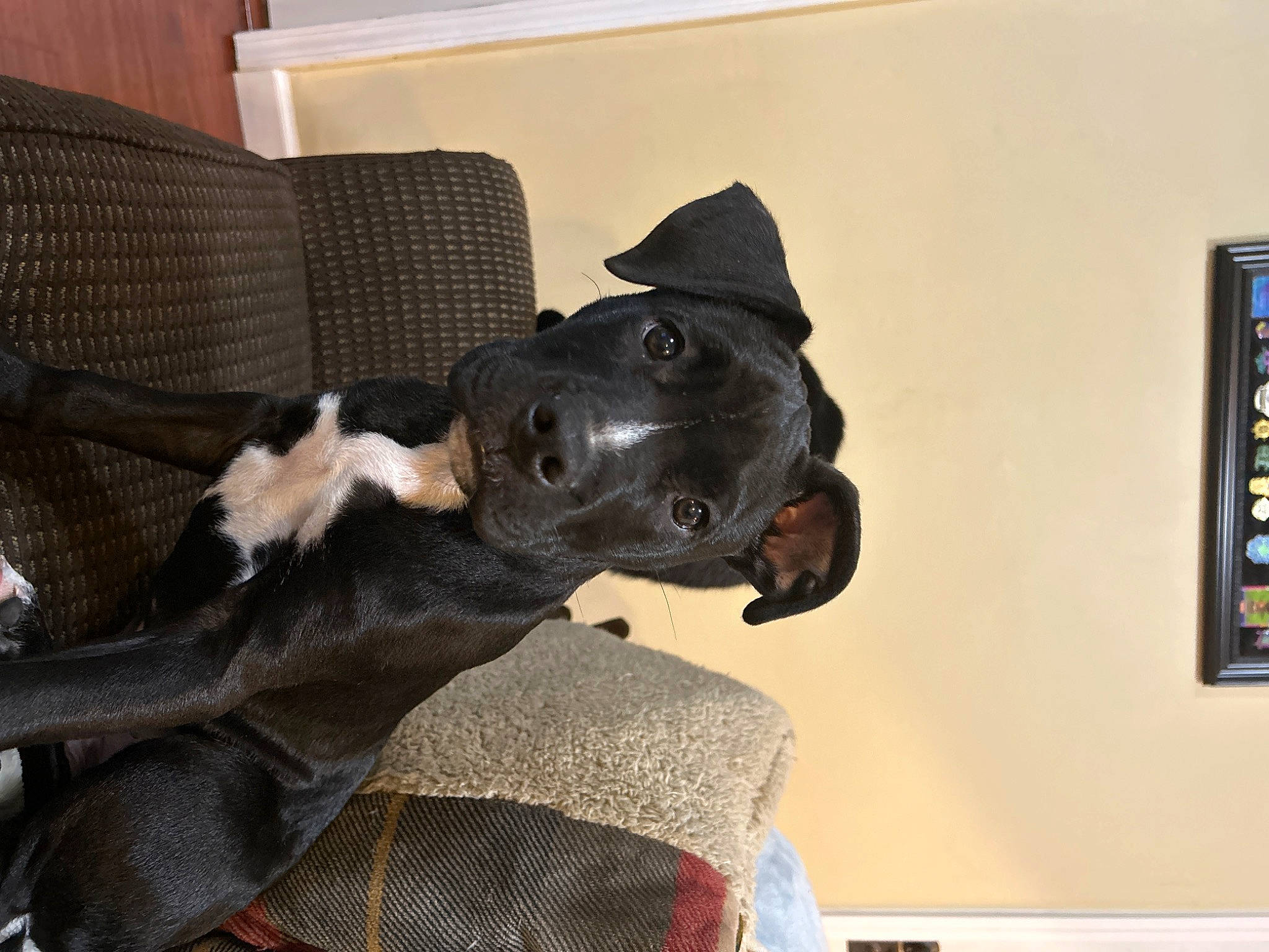 Lando joined the competition — help win amazing prizes! borador, canidae, carnivore, collar, comfort, companion_dog, dog, dog_breed, dog_collar, fawn, fur, guard_dog, liver, mammal, picture_frame, snout, sporting_group, tail, whiskers, working_animal