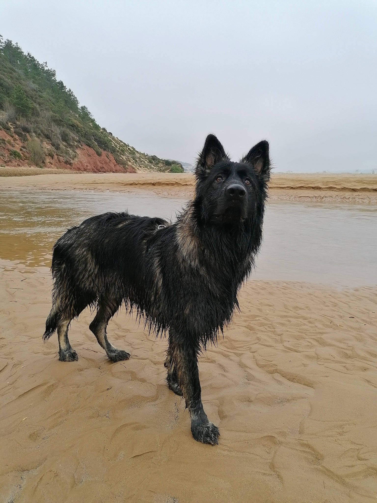 Youk a rejoint le concours — aidez-le/la à gagner de superbes lots ! beach, canidae, carnivore, coast, companion_dog, dog, dog_breed, ocean, sky, small_terrier, sporting_group, tail, water, water_dog, working_dog