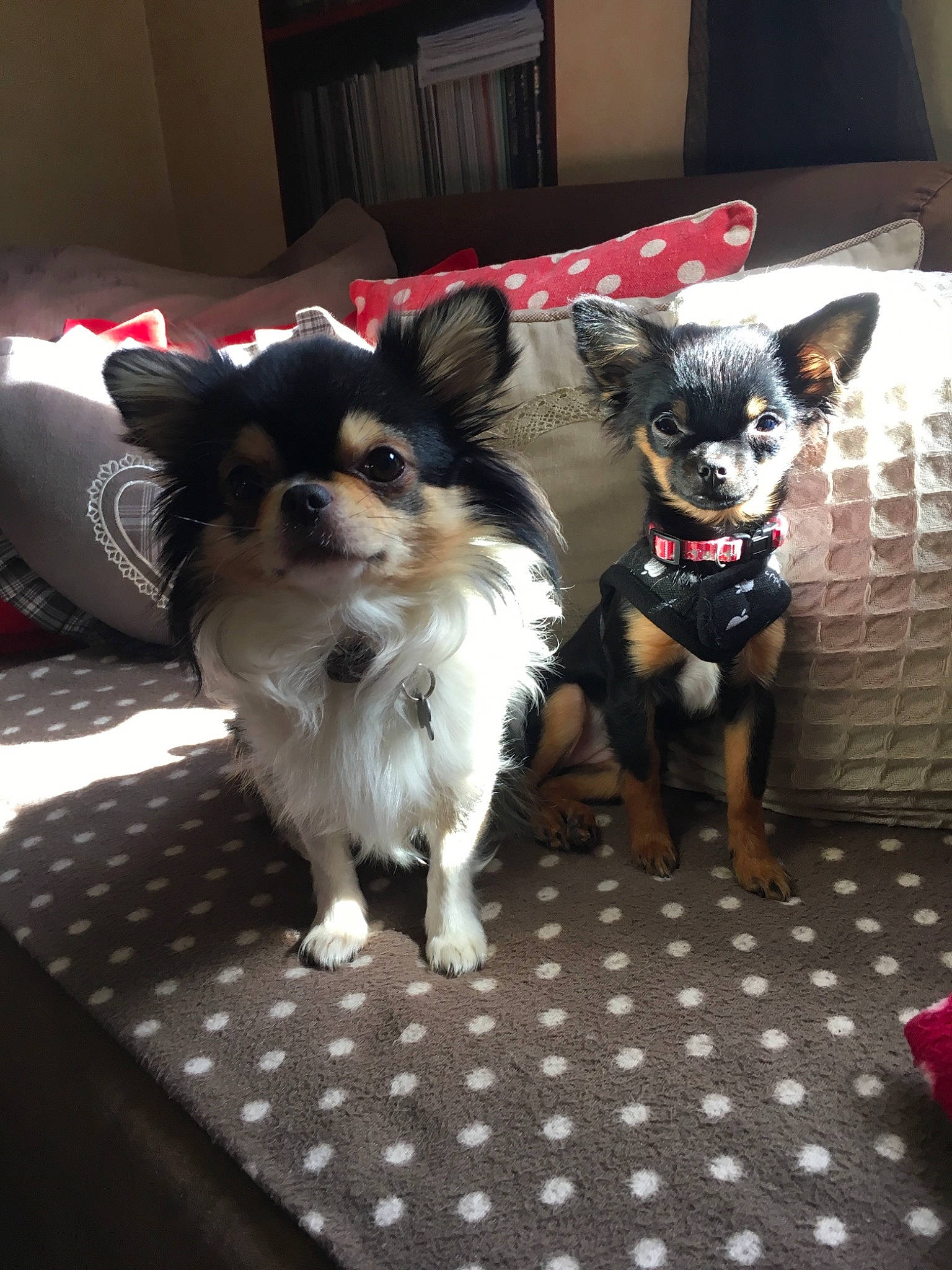 Haribo Et Barbie participe au concours pour gagner de l'argent avec cette photo : canidae, carnivore, chihuahua, companion_dog, corgi_chihuahua, dog, dog_breed, dog_clothes, fawn, mammal, puppy, snout, sporting_group, toy_dog, vertebrate