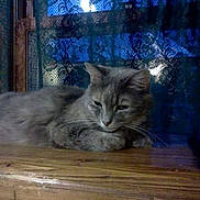 Smokey is registered to the contest to win money with this photo: cat, gray_cat, wooden_surface, indoor, window, curtains, blue, lace, pet, feline, relaxed, resting, animal, domestic_cat, quiet, soft_light, home, peaceful, looking_down, cozy