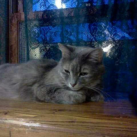 Smokey