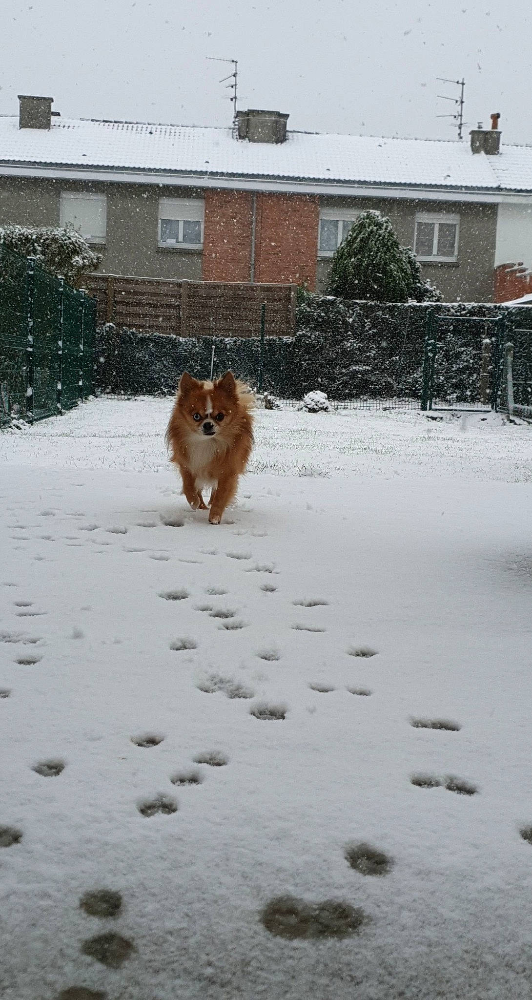 Mambo participe au concours pour gagner de l'argent avec cette photo : building, carnivore, companion_dog, dog, dog_breed, fawn, freezing, herding_dog, house, plant, precipitation, rough_collie, scotch_collie, shetland_sheepdog, snow, sporting_group, tail, tree, window, winter
