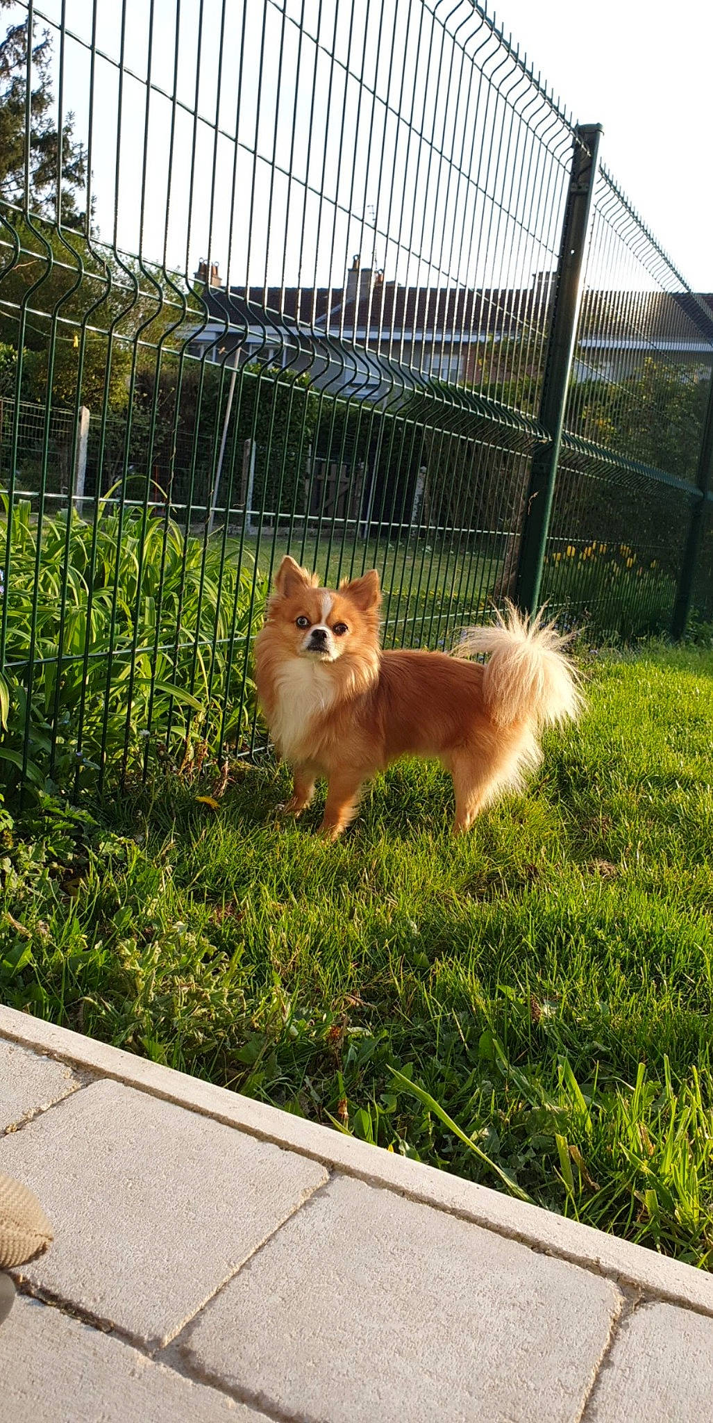 Mambo participe au concours pour gagner de l'argent avec cette photo : carnivore, companion_dog, dog, dog_breed, fawn, felidae, fence, german_spitz, german_spitz_klein, german_spitz_mittel, grass, home_fencing, lawn, mesh, plant, pomeranian, sky, spitz, tail, tree