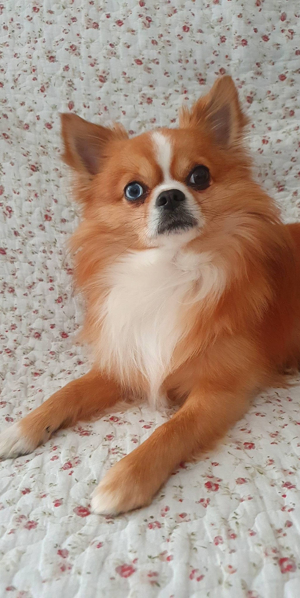 Mambo participe au concours pour gagner de l'argent avec cette photo : canidae, carnivore, companion_dog, dog, dog_breed, dog_supply, fawn, fur, liver, non_sporting_group, papillon, snout, sporting_group, tail, terrestrial_animal, toy_dog, volpino_italiano, whiskers, wildlife, working_animal