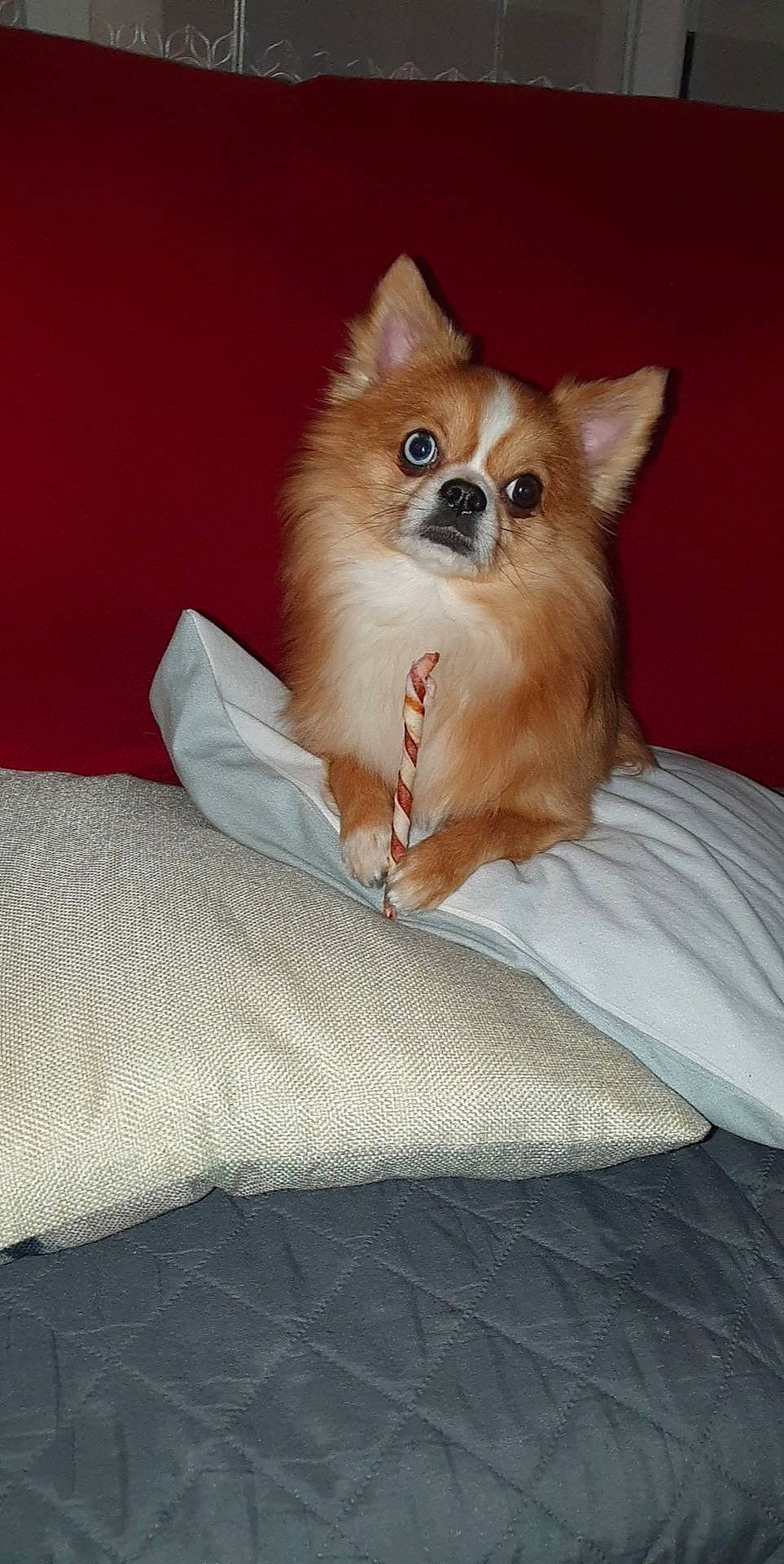 Mambo a rejoint le concours — aidez-le/la à gagner de superbes lots ! birman, canidae, carnivore, cat, comfort, companion_dog, dog_breed, dog_supply, eye, fawn, felidae, fur, non_sporting_group, peach, small_to_medium_sized_cats, snout, tail, terrestrial_animal, toy_dog, whiskers