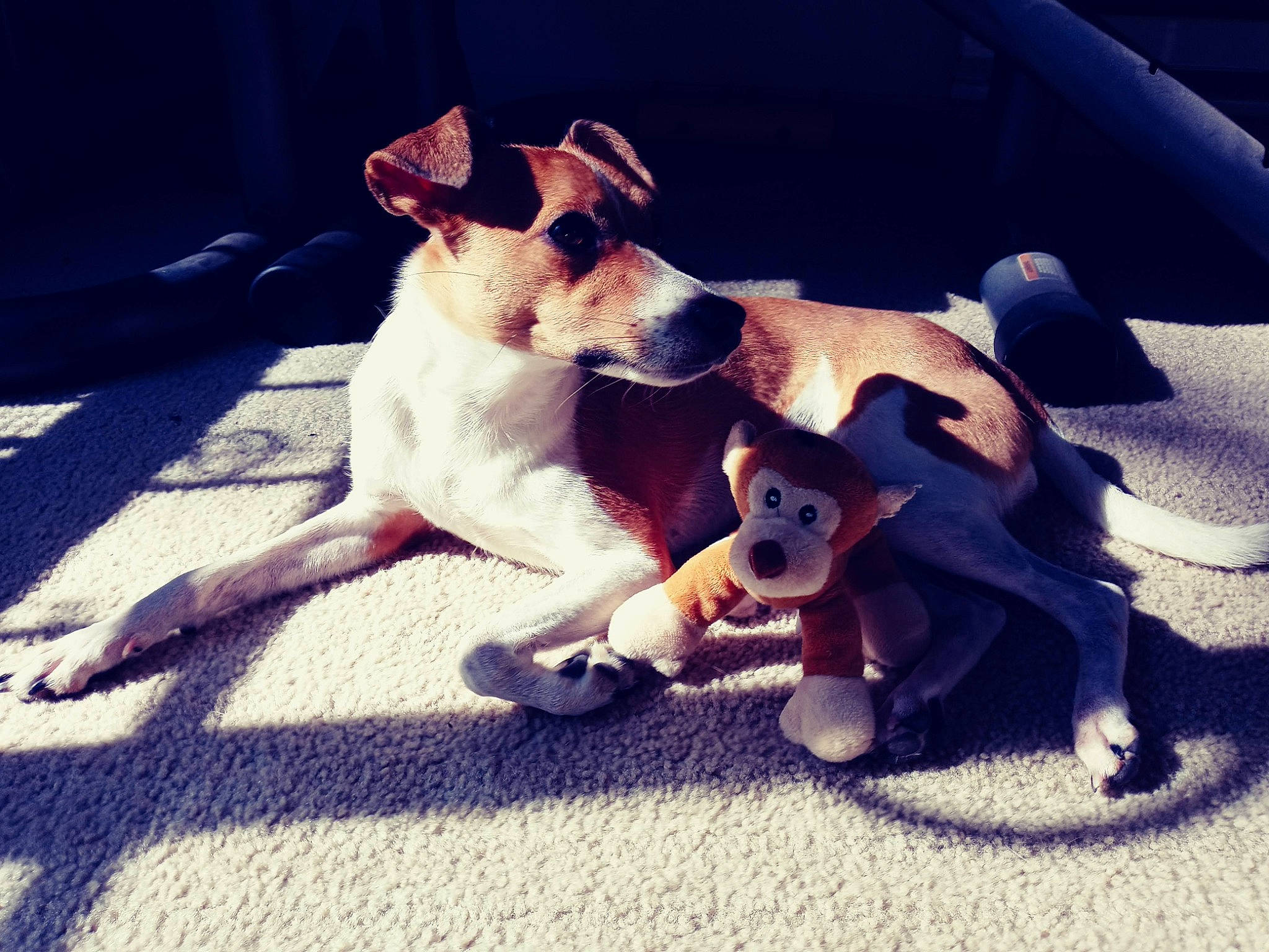 Chloe is registered to the contest to win money with this photo: canidae, carnivore, cloud, companion_dog, dog, dog_breed, dog_supply, eyewear, fawn, happy, mammal, paw, puppy_love, snout, sporting_group, street_dog, tail, toy_dog, vertebrate, working_animal