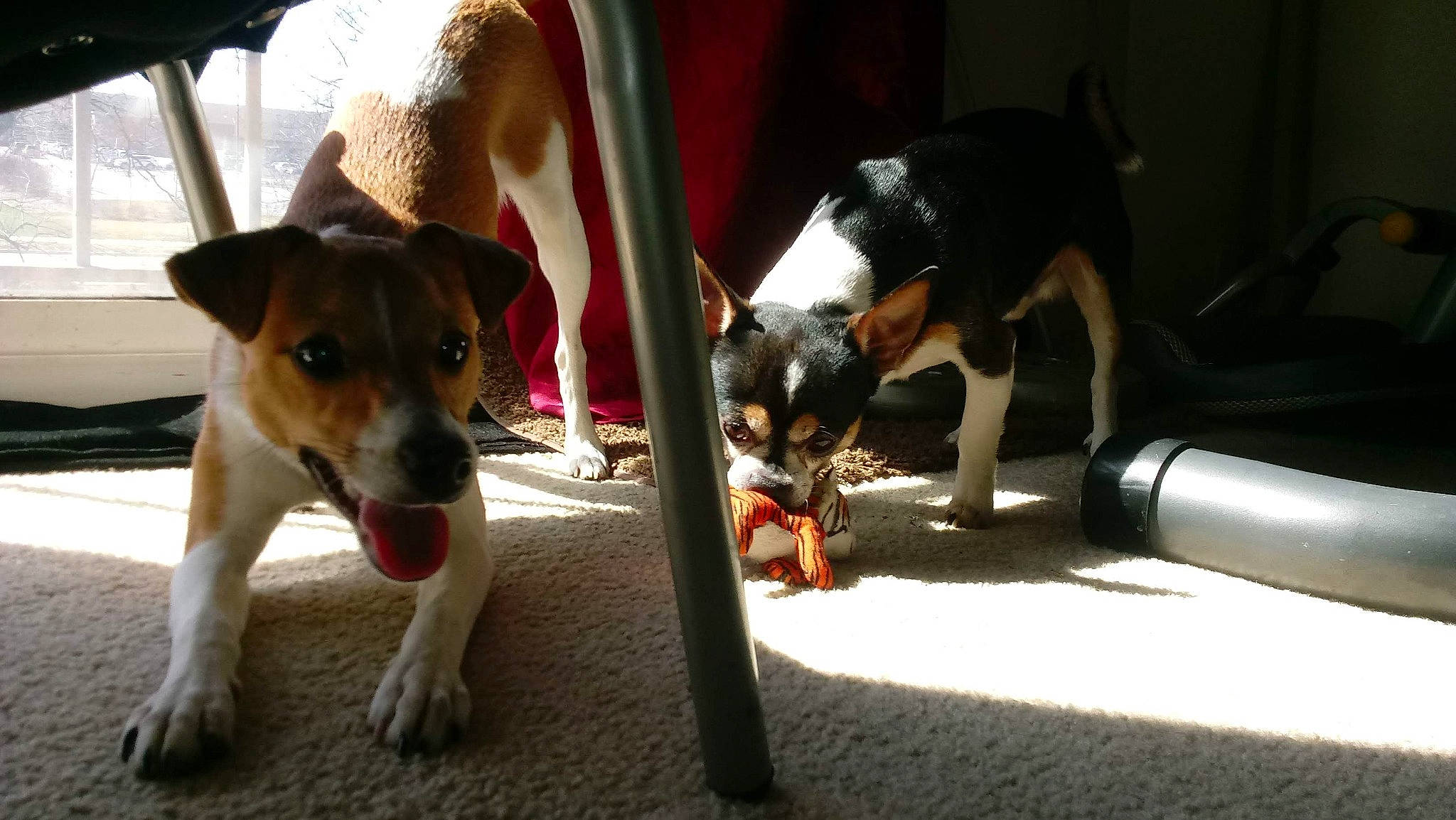 Chloe joined the competition — help win amazing prizes! canidae, carnivore, collar, comfort, companion_dog, dog, dog_breed, dog_supply, fawn, paw, pet_supply, snout, sporting_group, tail, toy_dog, working_animal, working_dog