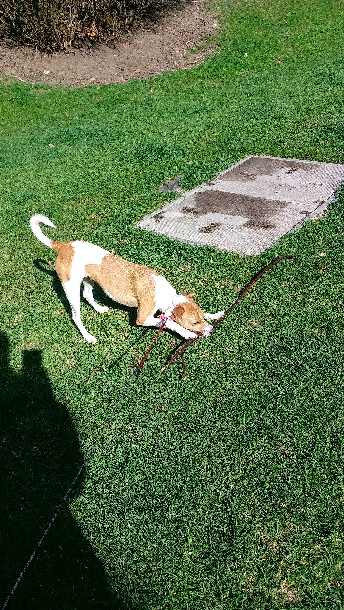 Chloe is registered to the contest to win money with this photo: canidae, carnivore, companion_dog, dog, dog_breed, fawn, grass, groundcover, hunting_dog, lawn, non_sporting_group, pasture, plant, sporting_group, tail, yard