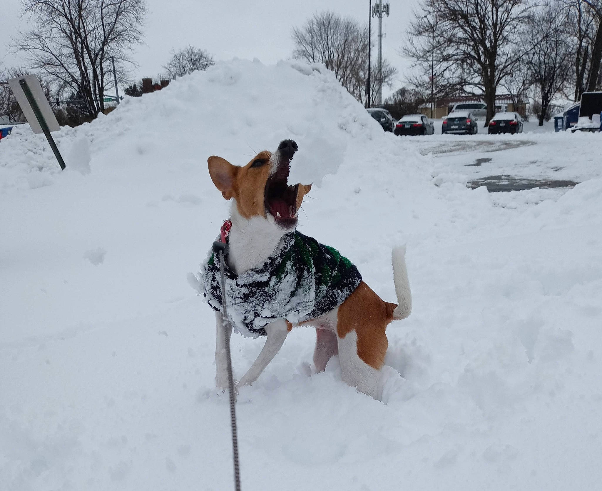 Chloe joined the competition — help win amazing prizes! canidae, carnivore, companion_dog, dog, dog_breed, dog_clothes, dog_supply, event, fawn, freezing, playing_in_the_snow, precipitation, recreation, sky, slope, snow, sporting_group, sports_equipment, tree, winter