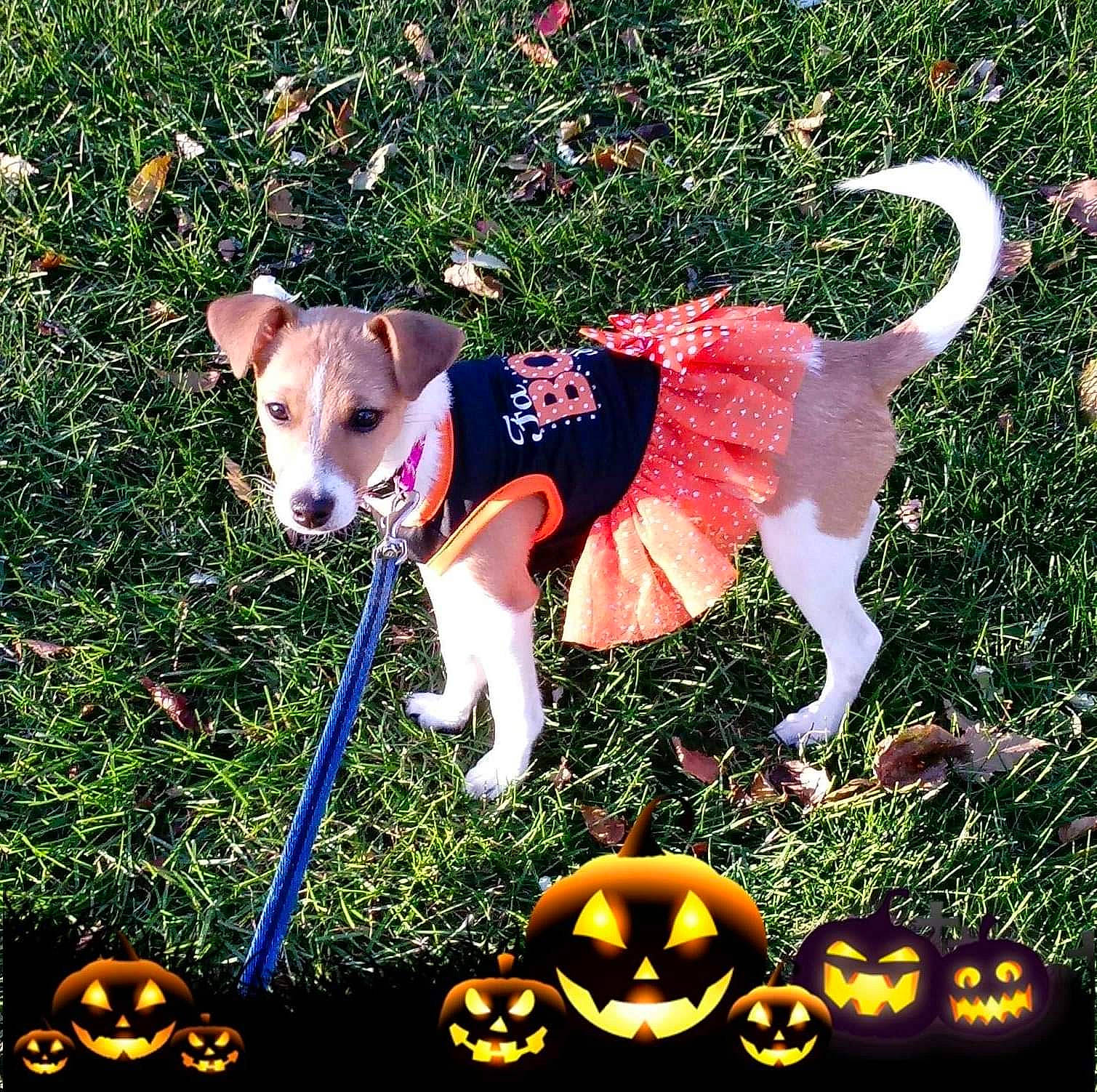 Chloe joined the competition — help win amazing prizes! calabaza, canidae, carnivore, collar, companion_dog, dog, dog_breed, dog_clothes, dog_collar, dog_supply, fashion_accessory, fawn, grass, leash, pet_supply, plant, snout, sporting_group, tail, working_animal