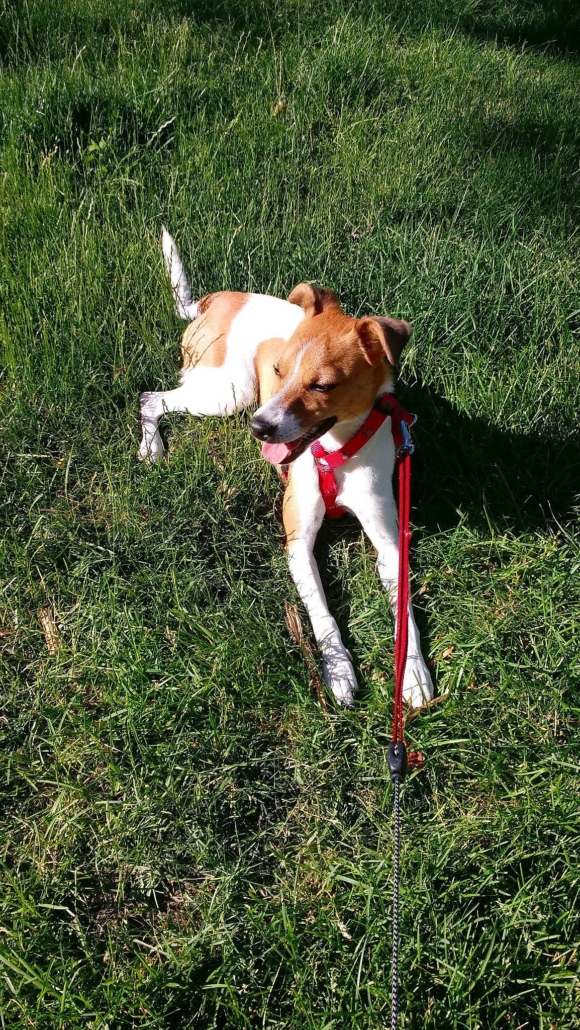 Chloe joined the competition — help win amazing prizes! canidae, carnivore, collar, companion_dog, dog, dog_breed, dog_collar, dog_supply, fawn, grass, grassland, lawn, leash, non_sporting_group, pet_supply, plant, sporting_group, tail, working_animal, working_dog