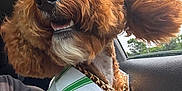 Milo Teddy Foy joined the competition — help win amazing prizes! animal, brown_fur, close_up, collar, curly_fur, cute, daylight, dog, fur, gold_chain, green_stripes, happy, inside_car, pet, poodle, portrait, seat, shirt, smiling, window