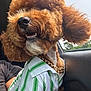 animal, brown_fur, close_up, collar, curly_fur, cute, daylight, dog, fur, gold_chain, green_stripes, happy, inside_car, pet, poodle, portrait, seat, shirt, smiling, window