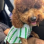 Milo Teddy Foy is registered to the contest to win money with this photo: animal, brown_dog, car_interior, casual, close_up, companion, curly_fur, cute, dog, furry, happy, indoor, lap, person_arm, pet, poodle, shirt, sitting, striped_shirt, tongue_out