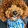 Milo Teddy Foy