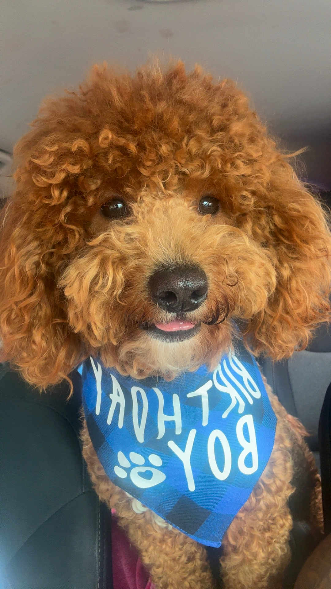 Milo Teddy Foy