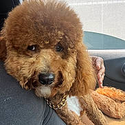 Milo Teddy Foy is registered to the contest to win money with this photo: animal, brown, canine, car_interior, companion, cute, dog, fluffy, fur, golden_chain, groomed, indoors, lap, person_hand, pet, poodle, portrait, relaxed, seat, window