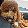 animal, brown, canine, car_interior, companion, cute, dog, fluffy, fur, golden_chain, groomed, indoors, lap, person_hand, pet, poodle, portrait, relaxed, seat, window