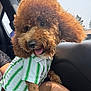 Milo Teddy Foy is registered to the contest to win money with this photo: brown_dog, canine, car_interior, close_up, companion, curly_fur, cute, daylight, dog, domestic_animal, ear_fluff, fluffy, green_stripes, happy, lap, person, pet, shirt, tongue_out, window