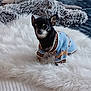 adorable, animal, bed, blanket, blue, chihuahua, companion, cozy, cute, dog, fur, furry, indoor, pet, relaxing, resting, small_dog, sweater, texture, warm