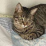 cat, tabby, pet, animal, feline, fur, whiskers, ears, paws, quilt, bed, indoor, resting, relaxed, striped, green_eyes, cute, domestic, sleepy, cozy