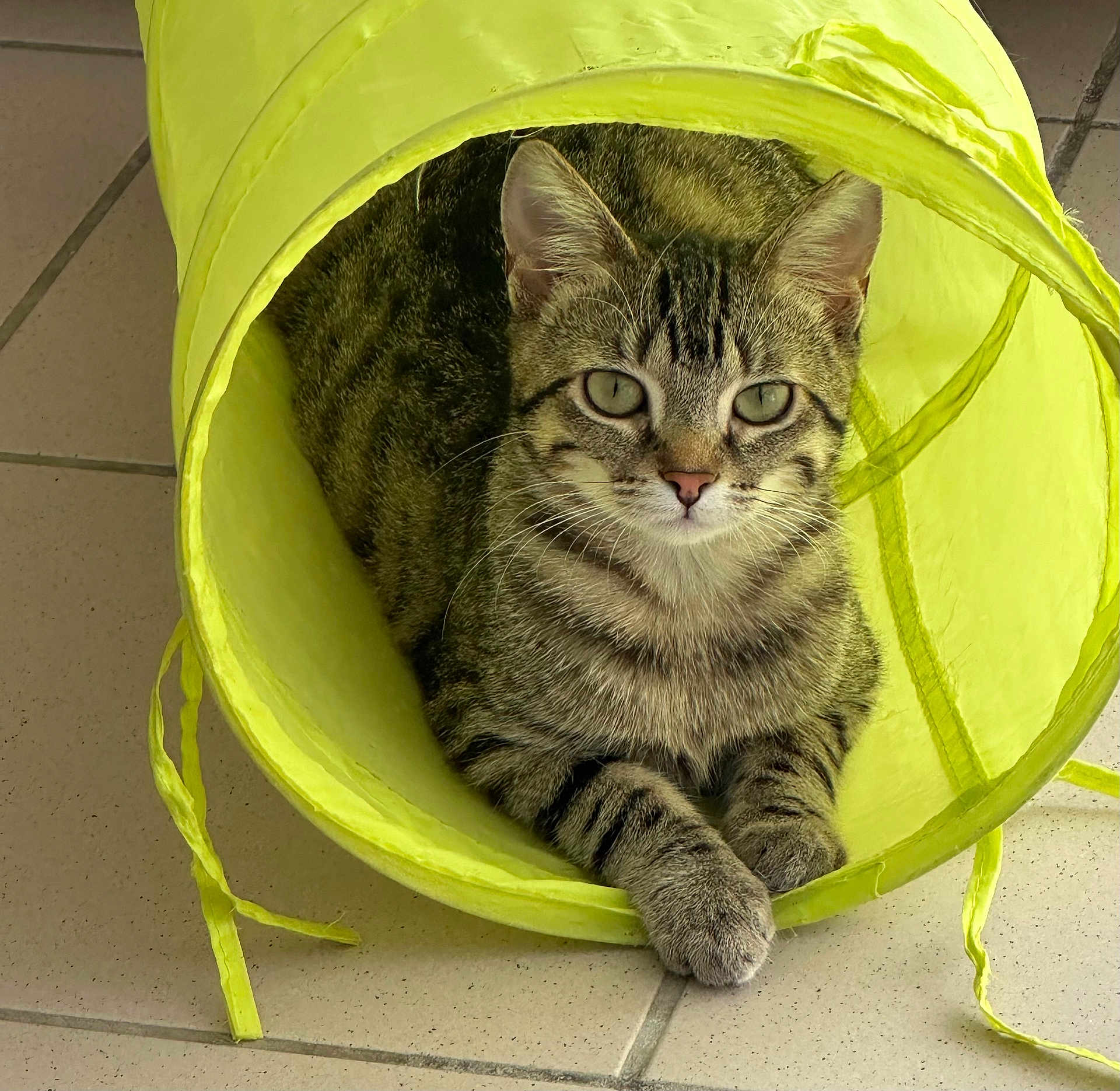 Choupette a rejoint le concours — aidez-le/la à gagner de superbes lots ! cat, tabby_cat, animal, pet, yellow_tunnel, toy, feline, striped, indoor, tile_floor, curious, relaxed, paws, whiskers, ears, closeup, cute, playful, resting, looking