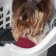Jordan is registered to the contest to win money with this photo: animal, basket, brown, close_up, clothing, companion, cozy, cute, dog, domestic_animal, fur, furry, home, indoor, laundry_basket, long_hair, pet, portrait, resting, white