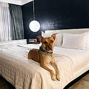 Theodore joined the competition — help win amazing prizes! dog, bed, bedroom, lamp, white_bedspread, pillow, furniture, interior, canine, pet, collar, resting, modern, indoor, lighting, comfort, curtains, wooden_floor, relaxed, animal