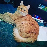 Butterscotch joined the competition — help win amazing prizes! animal, blue_floor, cat, curious, domestic_cat, ears, floor, fluffy, fur, indoor, lights, looking_at_camera, orange_cat, pet, power_strip, relaxed, scratching_pad, tail, technology, whiskers