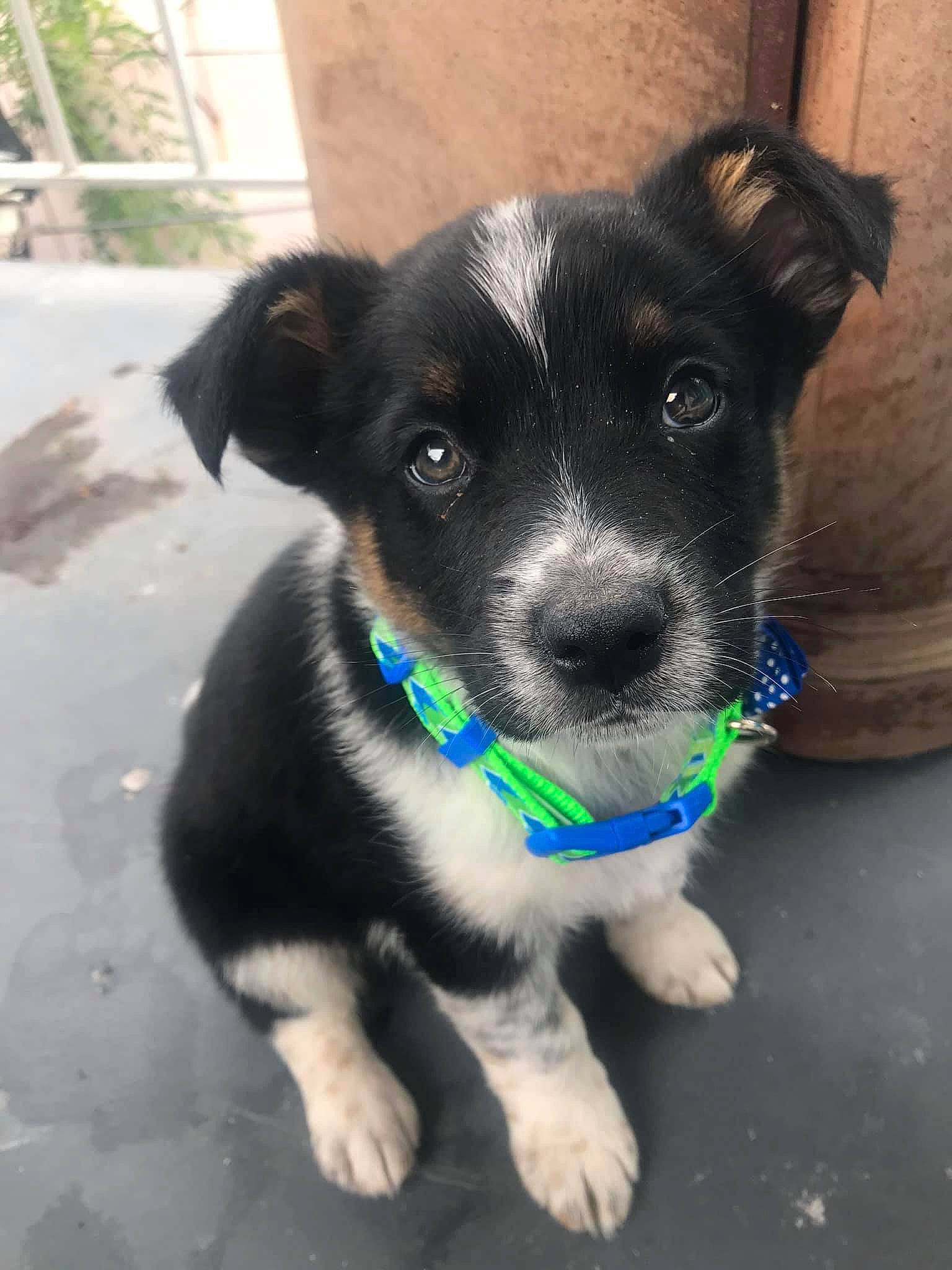 Spooky joined the competition — help win amazing prizes! canidae, carnivore, collar, companion_dog, dog, dog_breed, dog_collar, electric_blue, eye, fawn, fur, paw, personal_protective_equipment, puppy, snout, sporting_group, toy_dog, whiskers, working_animal, working_dog