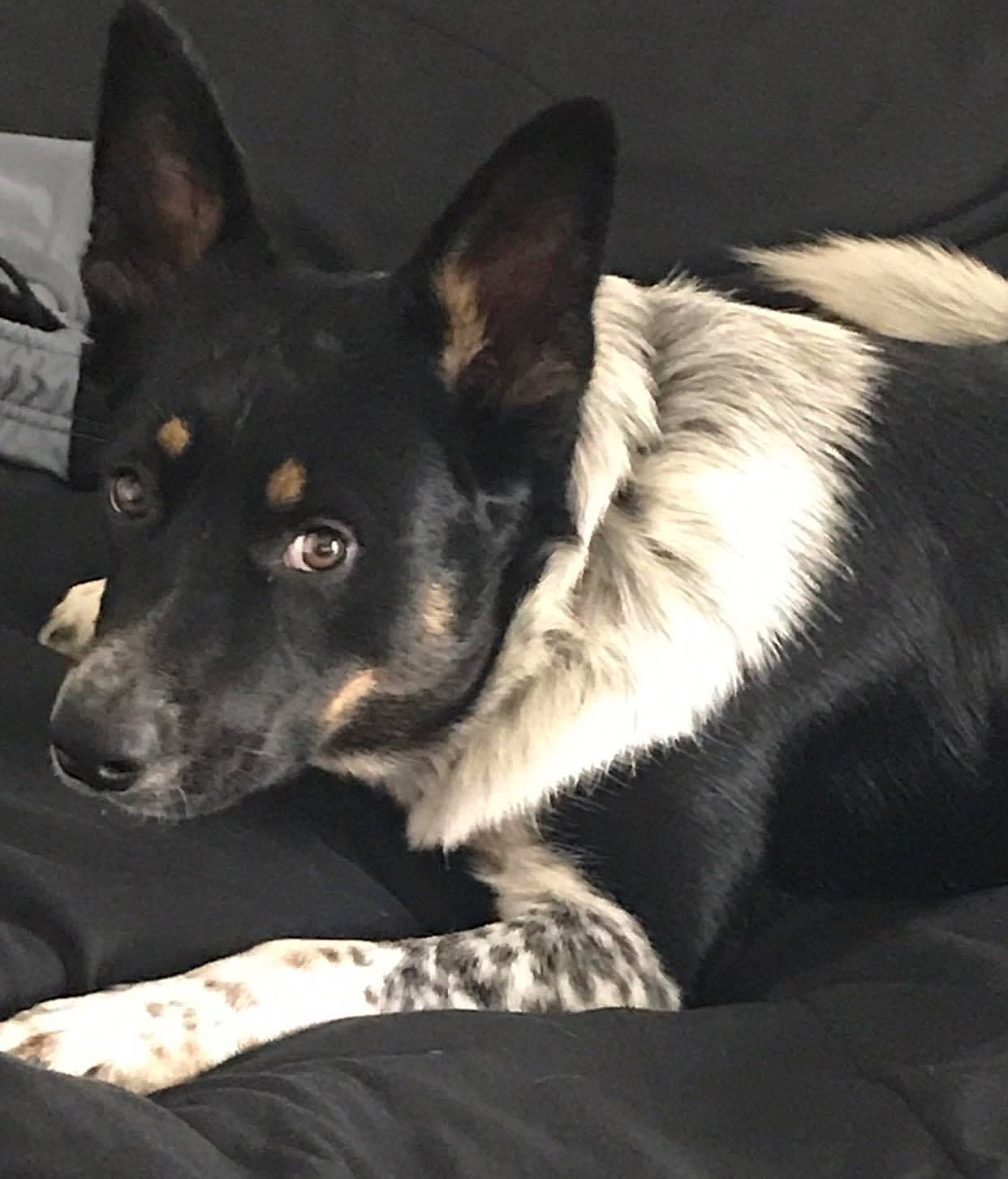 Spooky joined the competition — help win amazing prizes! canidae, canis, carnivore, companion_dog, darkness, dog, dog_breed, foot, fur, herding_dog, king_shepherd, monochrome_photography, paw, snout, sporting_group, terrestrial_animal, whiskers, working_animal, working_dog