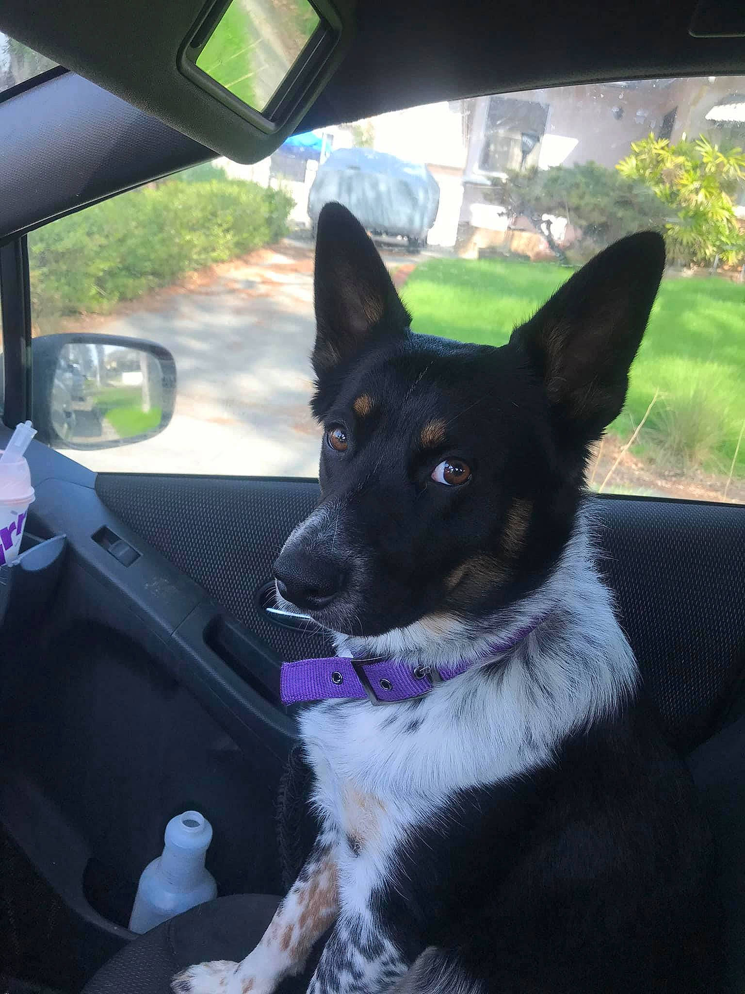 Spooky is registered to the contest to win money with this photo: automotive_exterior, automotive_mirror, car, carnivore, companion_dog, dog, dog_breed, fawn, herding_dog, light, mirror, plant, snout, steering_wheel, tints_and_shades, tree, vehicle, vehicle_door, window, working_animal