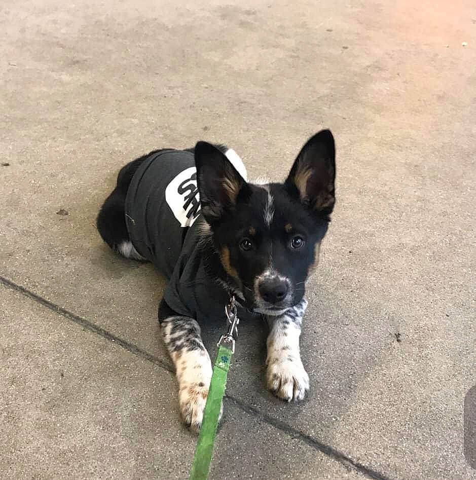 Spooky is registered to the contest to win money with this photo: asphalt, canidae, carnivore, chihuahua, companion_dog, dog, dog_breed, dog_supply, eye, fawn, leash, paw, road_surface, shadow, snout, sporting_group, tail, toy_dog, working_animal, working_dog