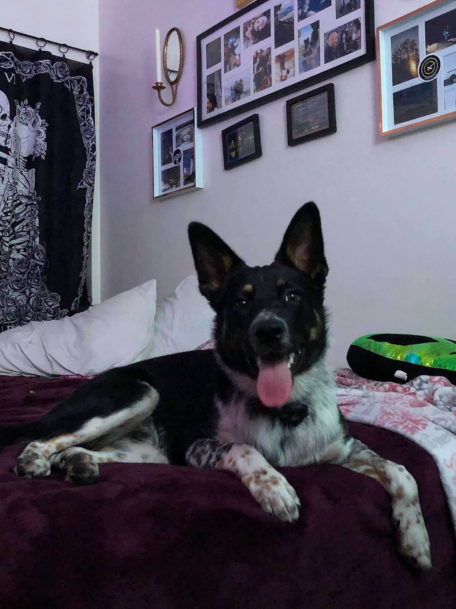 Spooky is registered to the contest to win money with this photo: canidae, carnivore, comfort, companion_dog, couch, dog, dog_breed, floor, flooring, grey, herding_dog, house, linens, living_room, picture_frame, room, snout, sporting_group, working_animal, working_dog