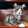 cat, gray_cat, white_paw, feline, fluffy, drawer, wooden_furniture, indoor, pet, relaxed, ears, whiskers, collar, bell, fur, closeup, animal, household, cute, portrait