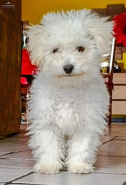 Oby participe au concours pour gagner de l'argent avec cette photo : bichon, bichon_frise, bolognese, bolonka, canidae, carnivore, companion_dog, dog, dog_breed, havanese, maltepoo, maltese, mammal, miniature_poodle, non_sporting_group, poodle, puppy, toy_dog, toy_poodle, vertebrate