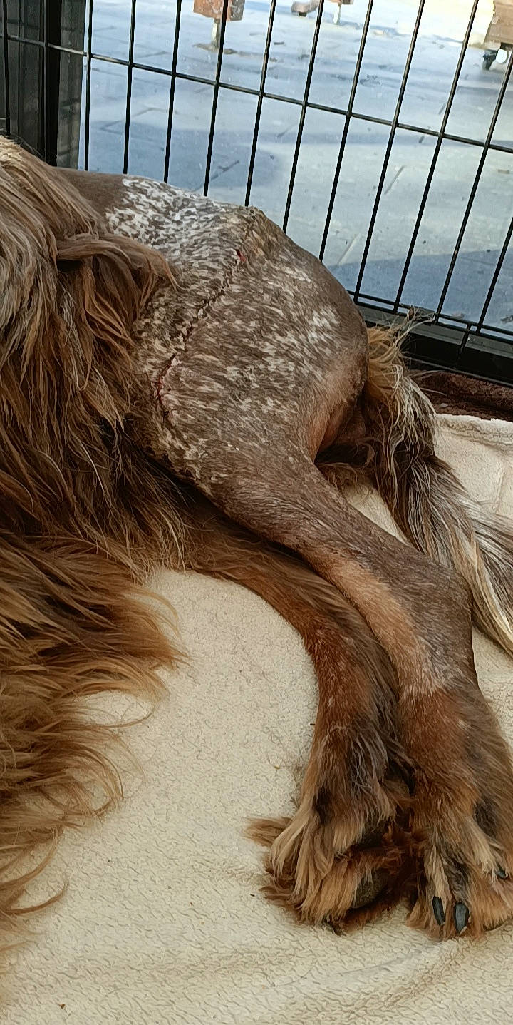 Macko a rejoint le concours — aidez-le/la à gagner de superbes lots ! canidae, carnivore, close_up, companion_dog, dog_breed, fawn, feather, felidae, fence, fur, liver, snout, sporting_group, statue, tail, terrestrial_animal, whiskers, wildlife, wing, working_animal