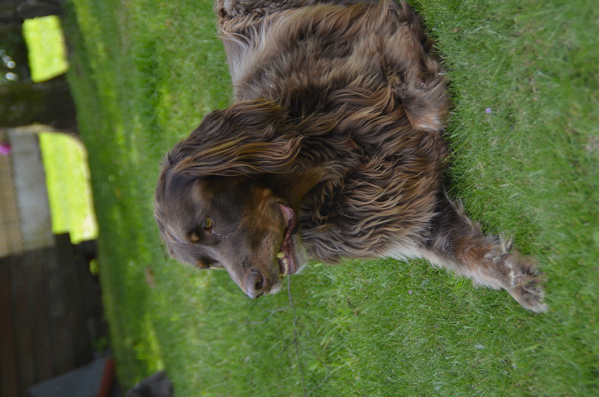 Macko a rejoint le concours — aidez-le/la à gagner de superbes lots ! accipitridae, accipitriformes, beak, bird_of_prey, carnivore, dog_breed, falconiformes, felidae, fur, grass, owl, plant, reptile, sea_eagle, small_to_medium_sized_cats, tail, terrestrial_animal, tree, trunk, wood