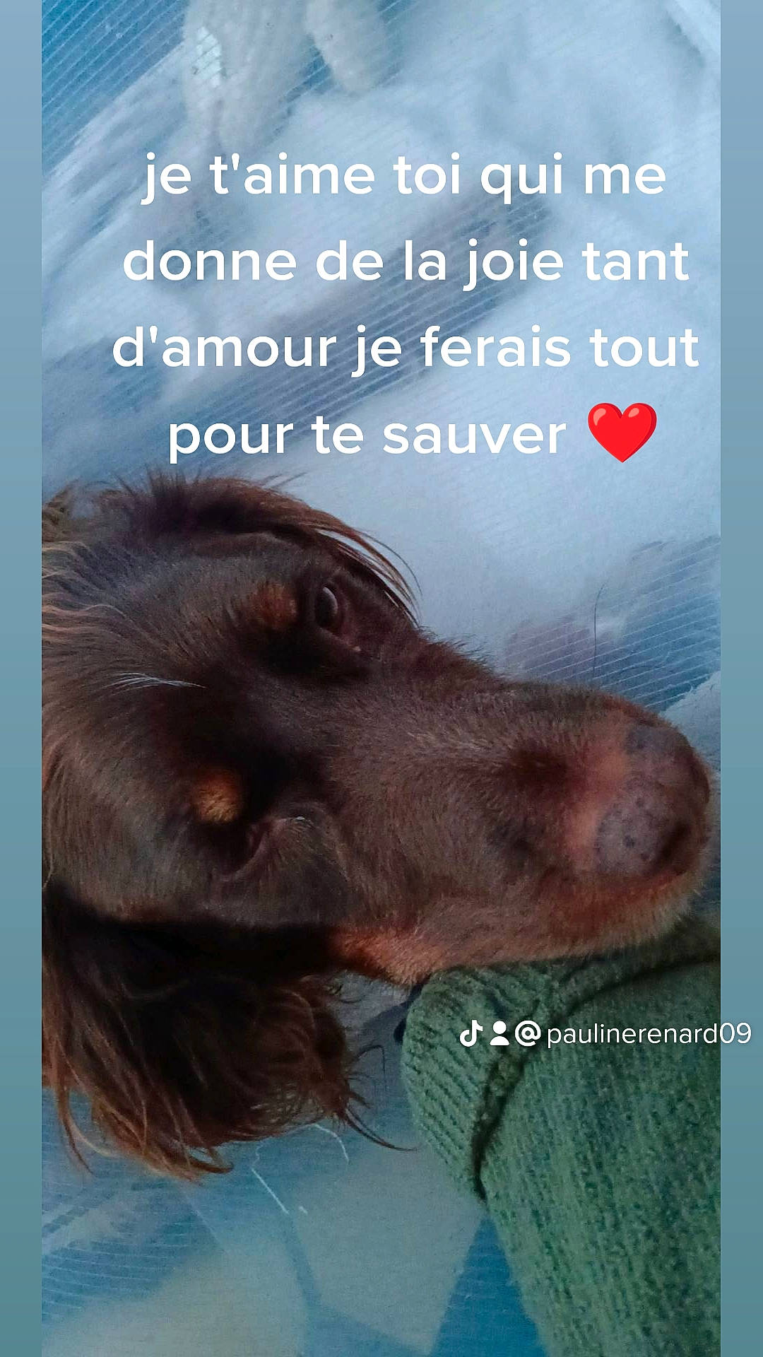 Macko participe au concours pour gagner de l'argent avec cette photo : adaptation, book, book_cover, canidae, carnivore, companion_dog, dog, dog_breed, font, fur, gesture, happy, liver, photo_caption, publication, retriever, snout, sporting_group, whiskers, working_animal