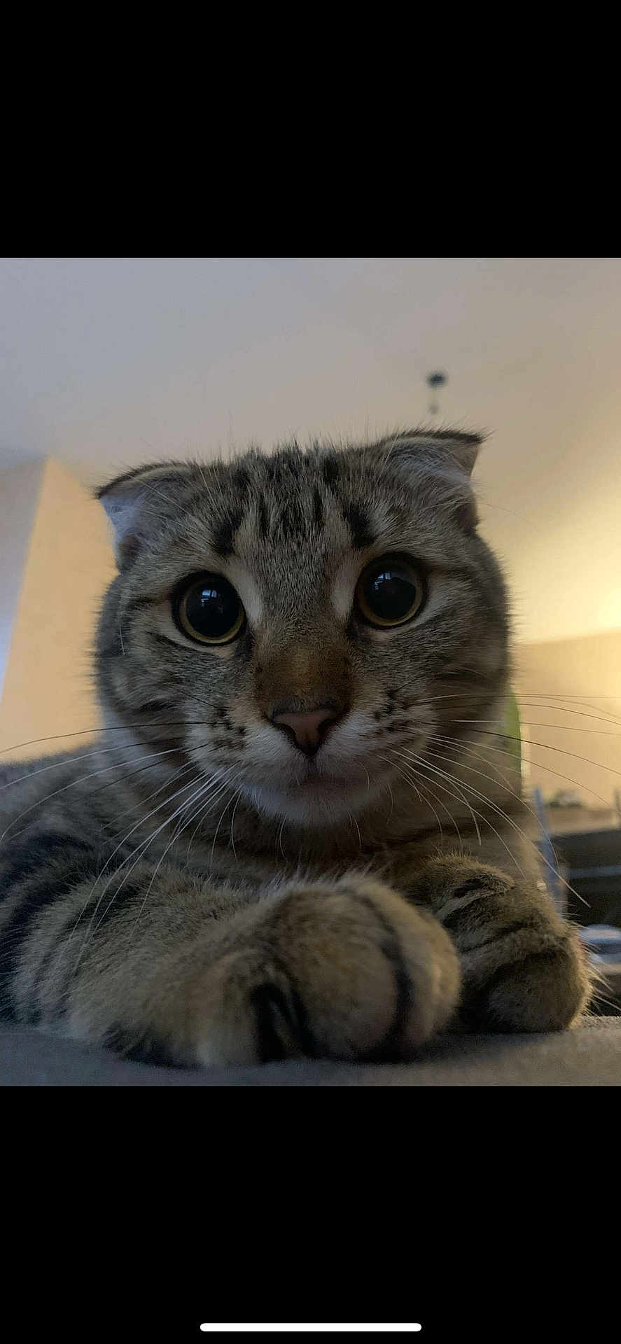 Pipou a rejoint le concours — aidez-le/la à gagner de superbes lots ! cat, tabby, close_up, wide_eyes, curious, paws, indoor, pet, animal, feline, whiskers, face, ears, fur, cute, looking, portrait, domestic, resting, soft_lighting
