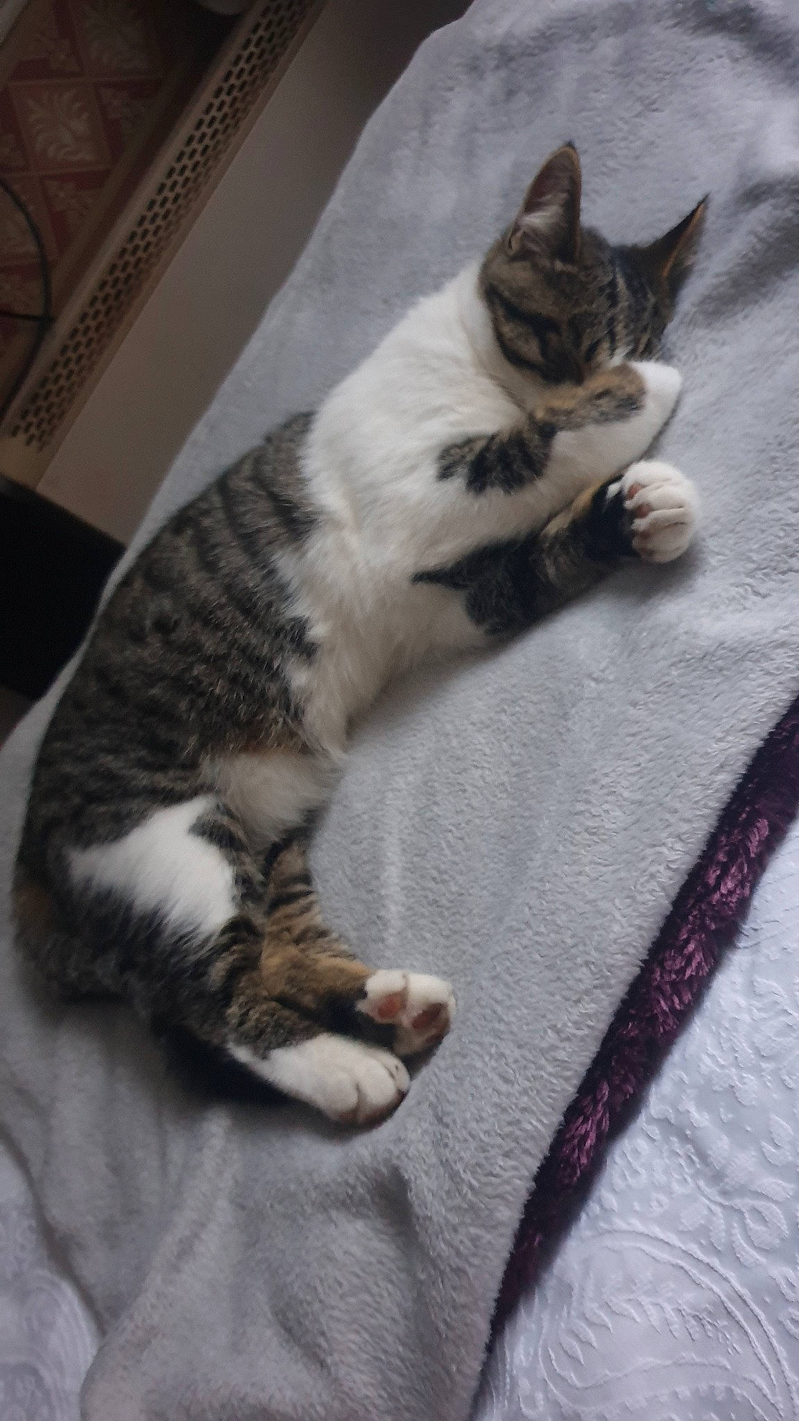 Ponyo joined the competition — help win amazing prizes! aegean_cat, american_shorthair, american_wirehair, asian, carnivore, cat, domestic_short_haired_cat, dragon_li, european_shorthair, felidae, fur, kitten, mammal, paw, polydactyl_cat, small_to_medium_sized_cats, tabby_cat, tail, whiskers