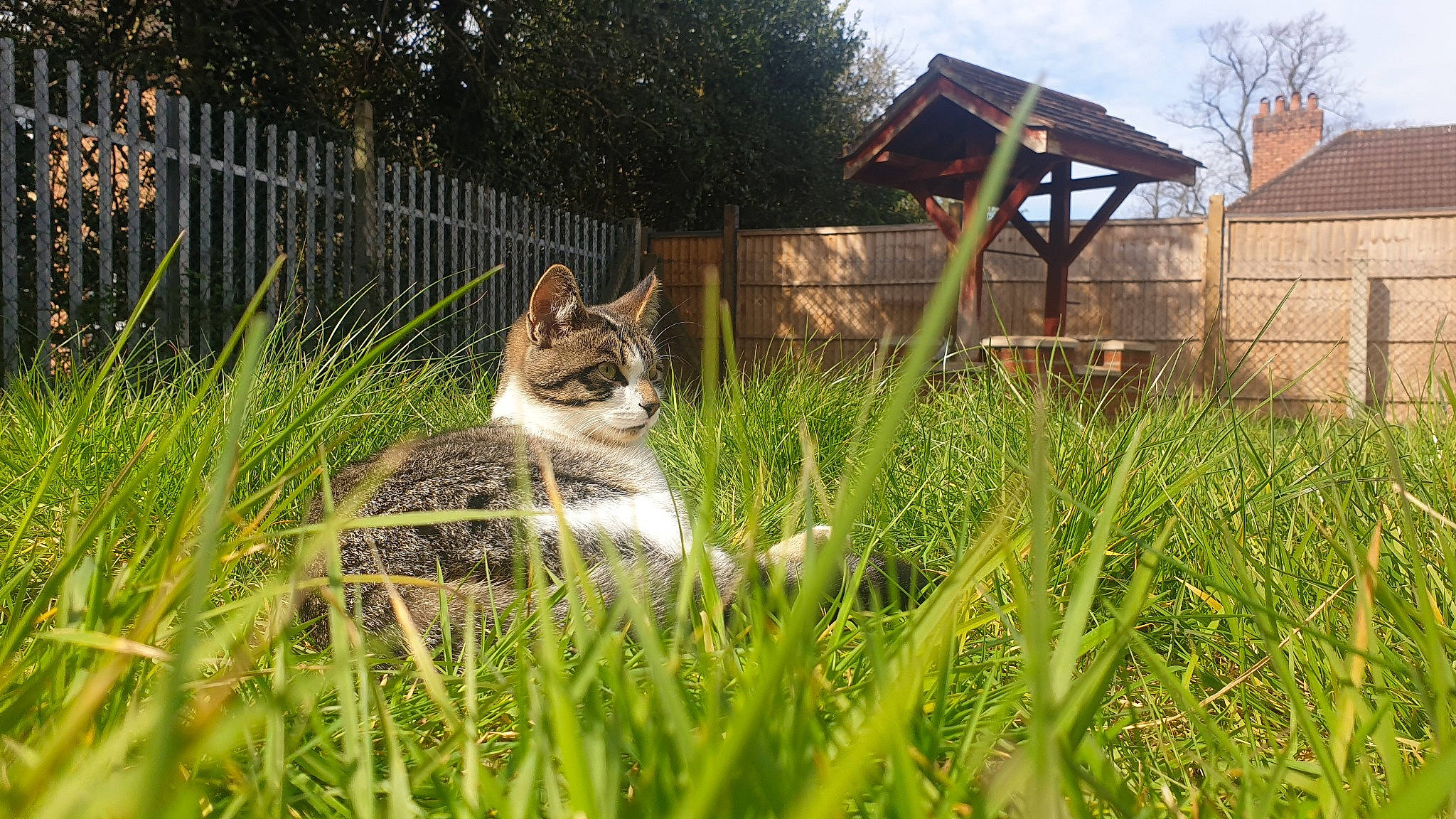 Ponyo joined the competition — help win amazing prizes! aegean_cat, backyard, carnivore, cat, domestic_short_haired_cat, european_shorthair, felidae, garden, grass, grass_family, house, lawn, plant, saarloos_wolfdog, small_to_medium_sized_cats, tabby_cat, whiskers, wildlife, wolfdog, yard