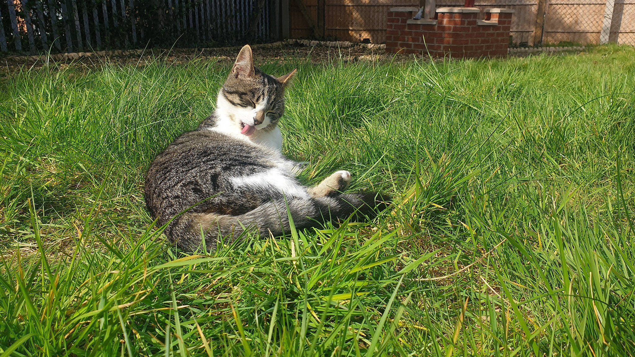 Ponyo is registered to the contest to win money with this photo: carnivore, cat, domestic_short_haired_cat, european_shorthair, felidae, fur, grass, grass_family, lawn, plant, small_to_medium_sized_cats, snout, tabby_cat, tail, tree, whiskers, wildlife