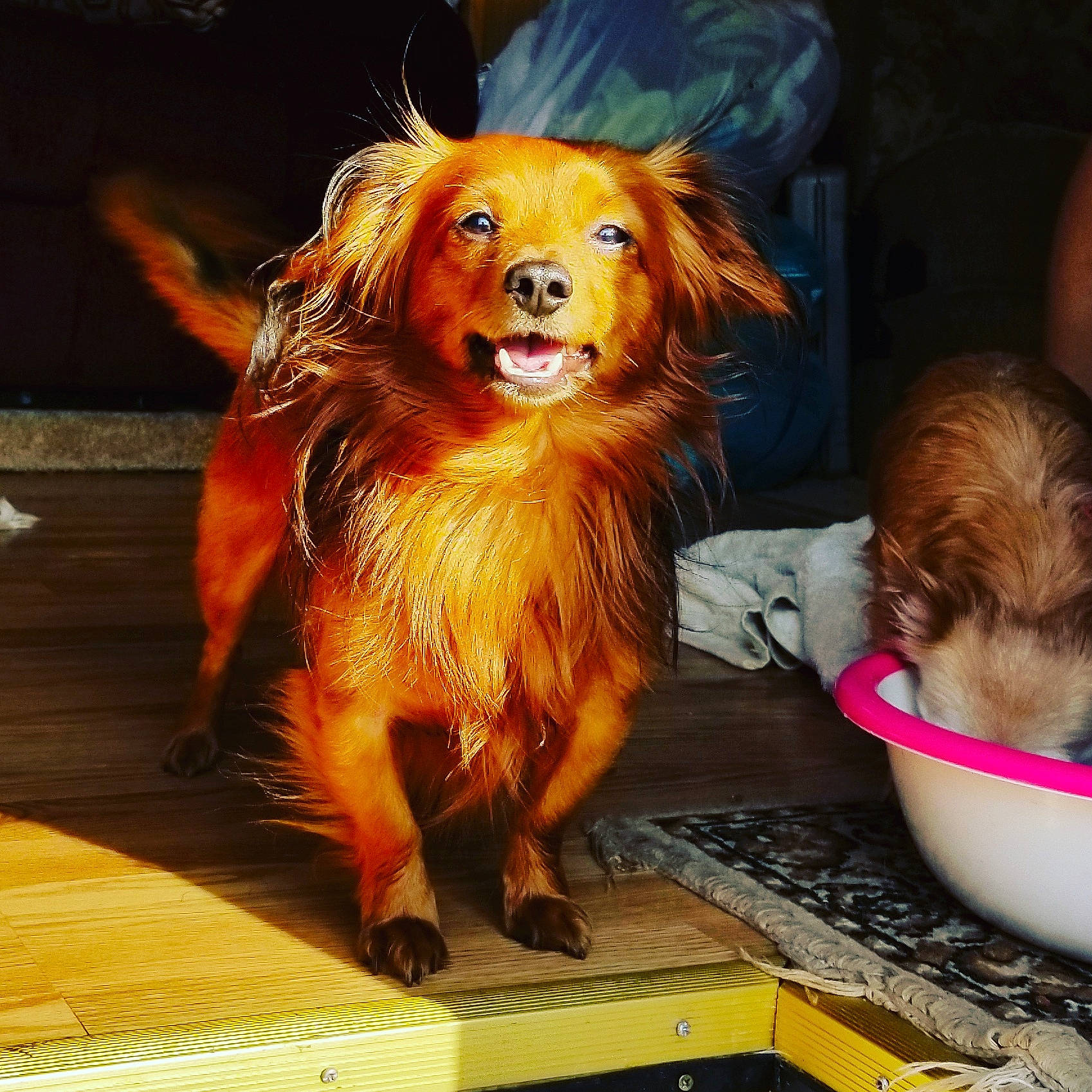 Stout joined the competition — help win amazing prizes! canidae, carnivore, companion_dog, dog, dog_breed, fur, long_hair, nova_scotia_duck_tolling_retriever, puppy, smile, sporting_group