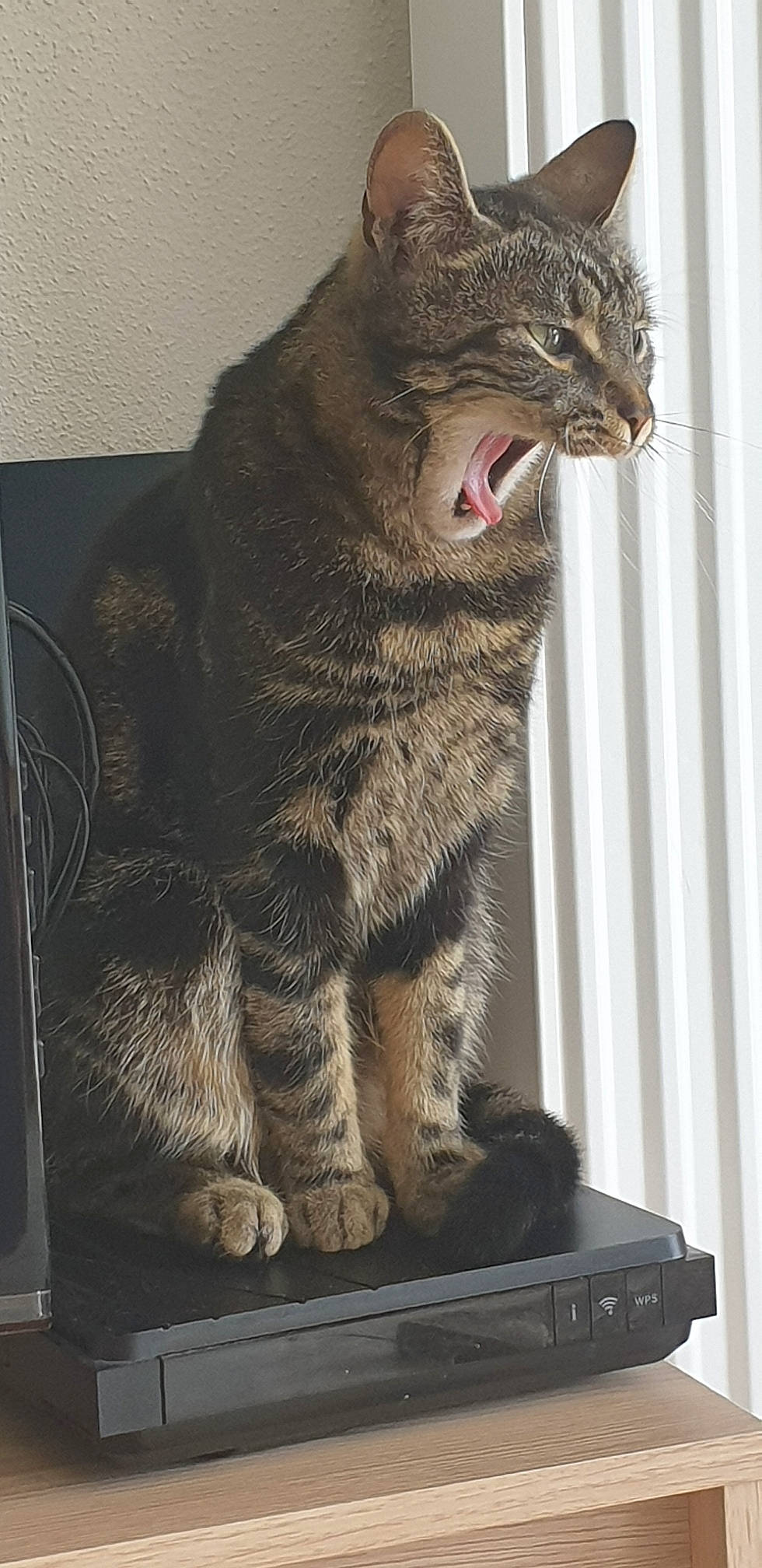 Peanuts a rejoint le concours — aidez-le/la à gagner de superbes lots ! black_cat, carnivore, cat, claw, domestic_short_haired_cat, eye, fang, felidae, fur, paw, rectangle, small_to_medium_sized_cats, tail, terrestrial_animal, whiskers, wildlife, window, yawn