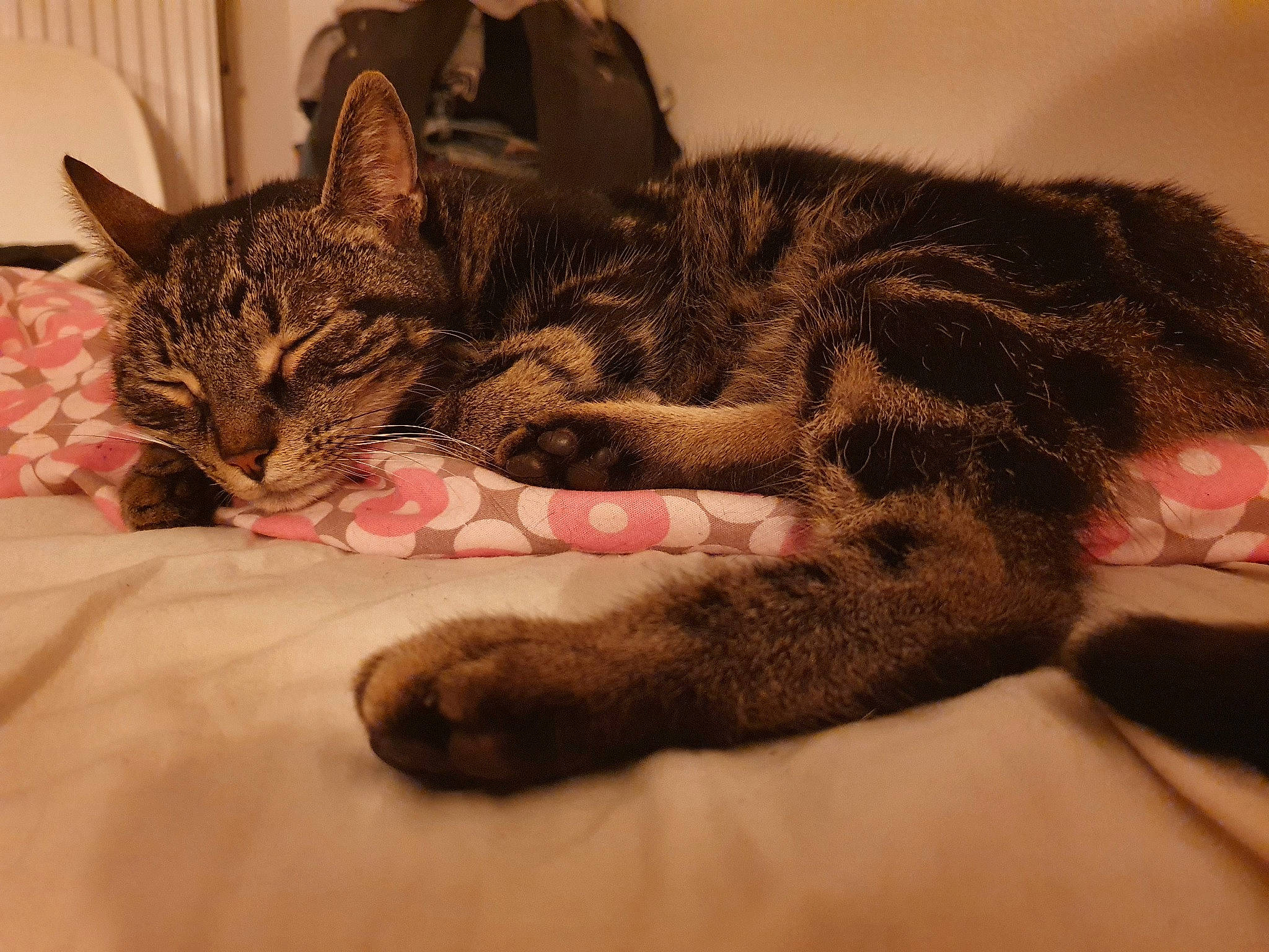 Peanuts participe au concours pour gagner de l'argent avec cette photo : carnivore, cat, cat_supply, claw, comfort, domestic_short_haired_cat, ear, eye, felidae, foot, fur, human_leg, nap, paw, sleep, small_to_medium_sized_cats, snout, tail, textile, whiskers