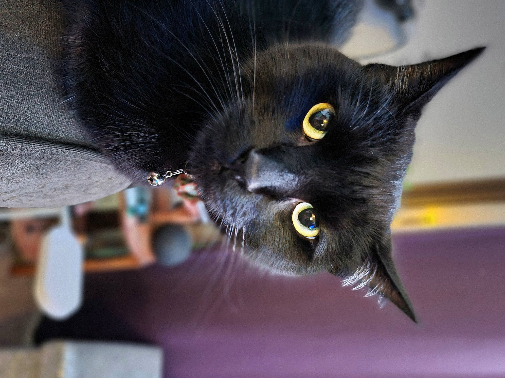 Larry is registered to the contest to win money with this photo: black_cat, bombay, carnivore, cat, claw, close_up, domestic_short_haired_cat, felidae, fur, small_to_medium_sized_cats, snout, tail, whiskers