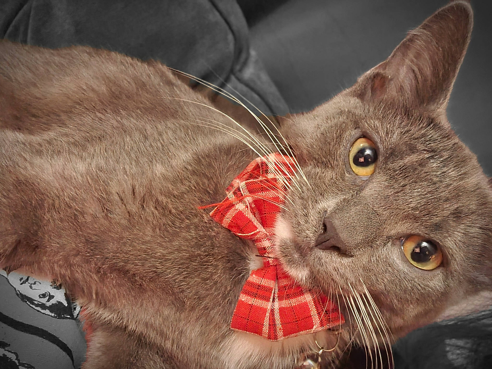 Luther is registered to the contest to win money with this photo: black_cat, carnivore, cat, chartreux, claw, close_up, domestic_short_haired_cat, ear, felidae, fur, paw, russian_blue, small_to_medium_sized_cats, snout, whiskers