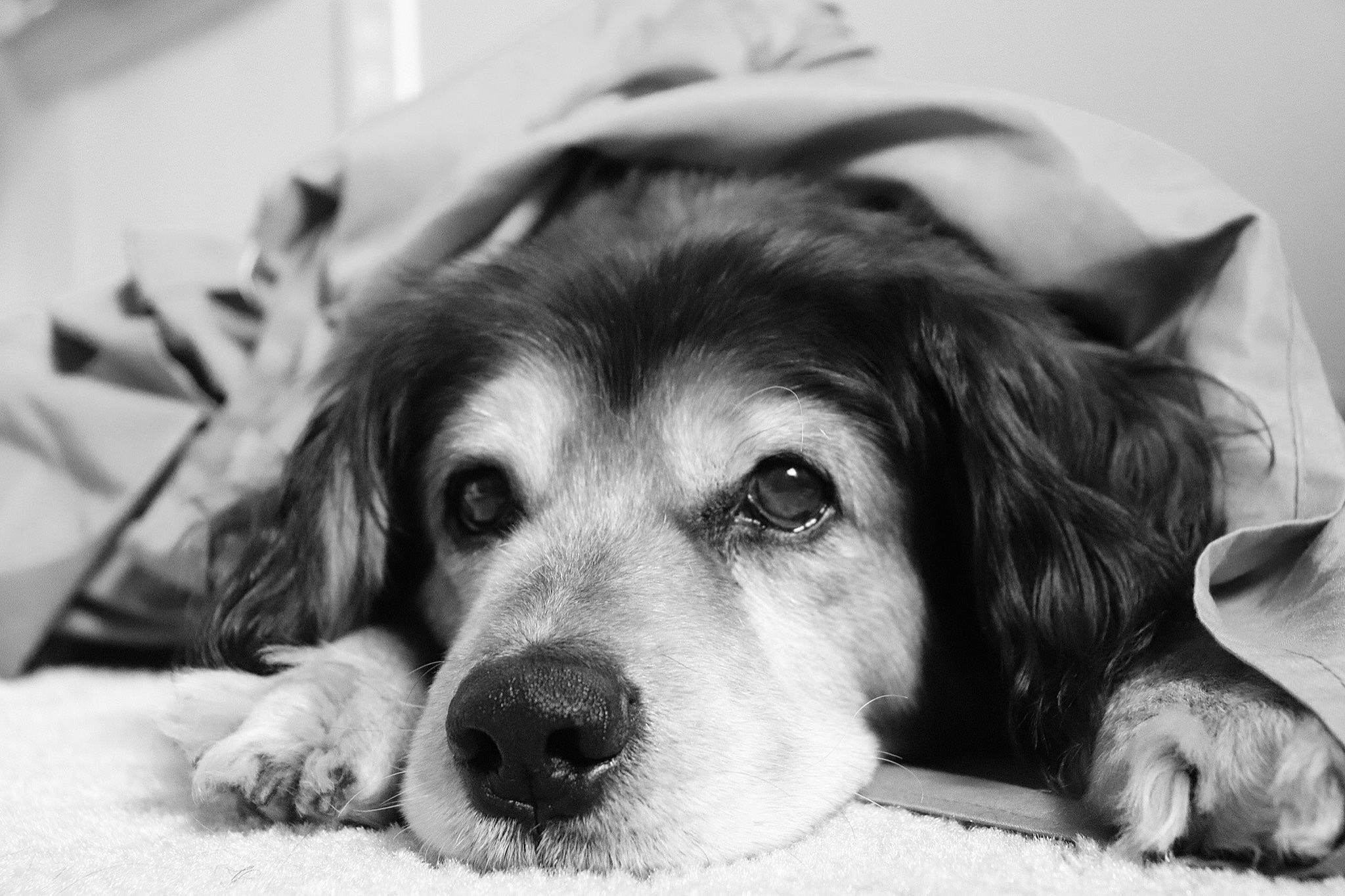 Country joined the competition — help win amazing prizes! black_and_white, bored, carnivore, companion_dog, dog, dog_breed, ear, eye, fur, hair, happy, head, iris, monochrome, monochrome_photography, photograph, snout, sporting_group, style, whiskers