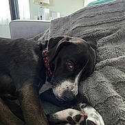 Trixie is registered to the contest to win money with this photo: black_dog, blanket, closeup, collar, comfort, cozy, cute, dog, fur, household, indoor, laying_down, napping, paw_pads, pet, relaxed, resting, sleeping, soft_texture, white_paws